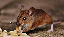 24 Hour & Emergency Exterminators in Ignacio, CA